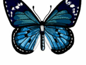 Insects Machine embroidery Designs Sets