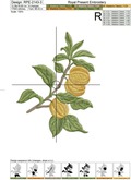 Apricots Embroidery Designs Set