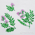 Astragalus flowers Set - 3 sizes