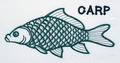 Carp Fish Machine Embroidery Design - 4 sizes
