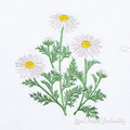 Chamomile Machine Embroidery design - 6 sizes