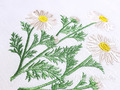 Chamomile Machine Embroidery design - 6 sizes