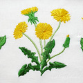Dandelions Machine Embroidery Designs - 5 sizes