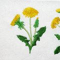 Dandelions Machine Embroidery Designs - 5 sizes
