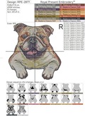 English Bulldog - 5 sizes