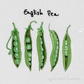 English Pea pods machine embroidery design - 4 sizes