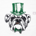 English bulldog Gentleman - 3 sizes