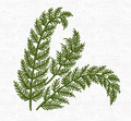 Fern leaf Machine Embroidery Design