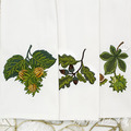 Filbert - Chestnut - Acorn Set