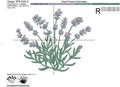 French Lavender - 4 sizes