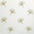 Ginkgo biloba - 2 sizes