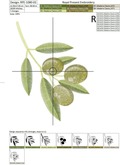 Green Olives Machine Embroidery Design - 2 sizes