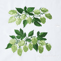 Hops borders set - 2 sizes
