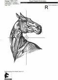 Horse sketch machine embroidery design - 6 sizes
