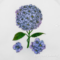 Hydrangea Design for Embroidery Machines - 2 sizes