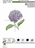Hydrangea border