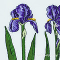 Purple Irises Flowers Set - 3 sizes