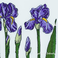 Purple Irises Flowers Set - 3 sizes