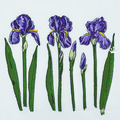 Purple Irises Flowers Set - 3 sizes