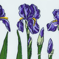 Purple Irises Flowers Set - 3 sizes