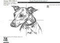 Italian Greyhound Outline - 6 Sizes