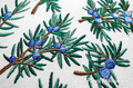 Juniper branches with berries set - 6 in 1