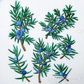 Juniper branches with berries set - 6 in 1