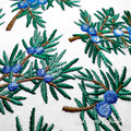 Juniper branches with berries set - 6 in 1