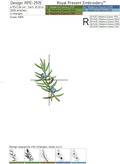 Juniper branches with berries set - 6 in 1