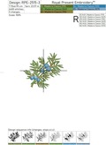 Juniper branches with berries set - 6 in 1