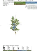 Juniper branches with berries set - 6 in 1