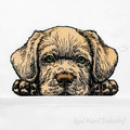 Labrador puppy - 7 sizes
