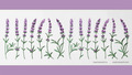 Lavender border - 6 sizes