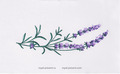 Lavender for a border - 4 sizes