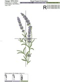 Lavender for a border - 4 sizes