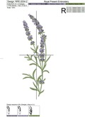 Lavender for a border - 4 sizes