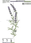 Lavender for a border - 4 sizes
