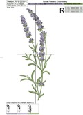 Lavender for a border - 4 sizes