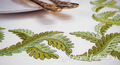 Leaf border element machine embroidery design