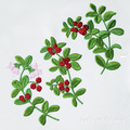 Lingonberry berries Machine Embroidery Designs set - 3 sizes