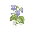 Blue Violets Machine Embroidery Design