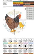 Circular Hen аnd chicken Machine Embroidery Design - 4 sizes