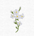 Forget-me-not flowers Machine Embroidery Design