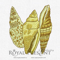 Machine Embroidery Design Shells