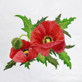 Two Poppies Machine Embroidery Design
