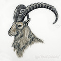 Mountain Goat - 5 sizes