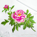 Pink Peony branch Machine Embroidery Design - 2 sizes