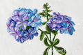 Phlox machine embroidery design - 2 sizes