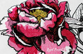 Pink Peony Machine Embroidery Design - 7 sizes