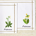 Primrose Flowers Set - 3 sizes